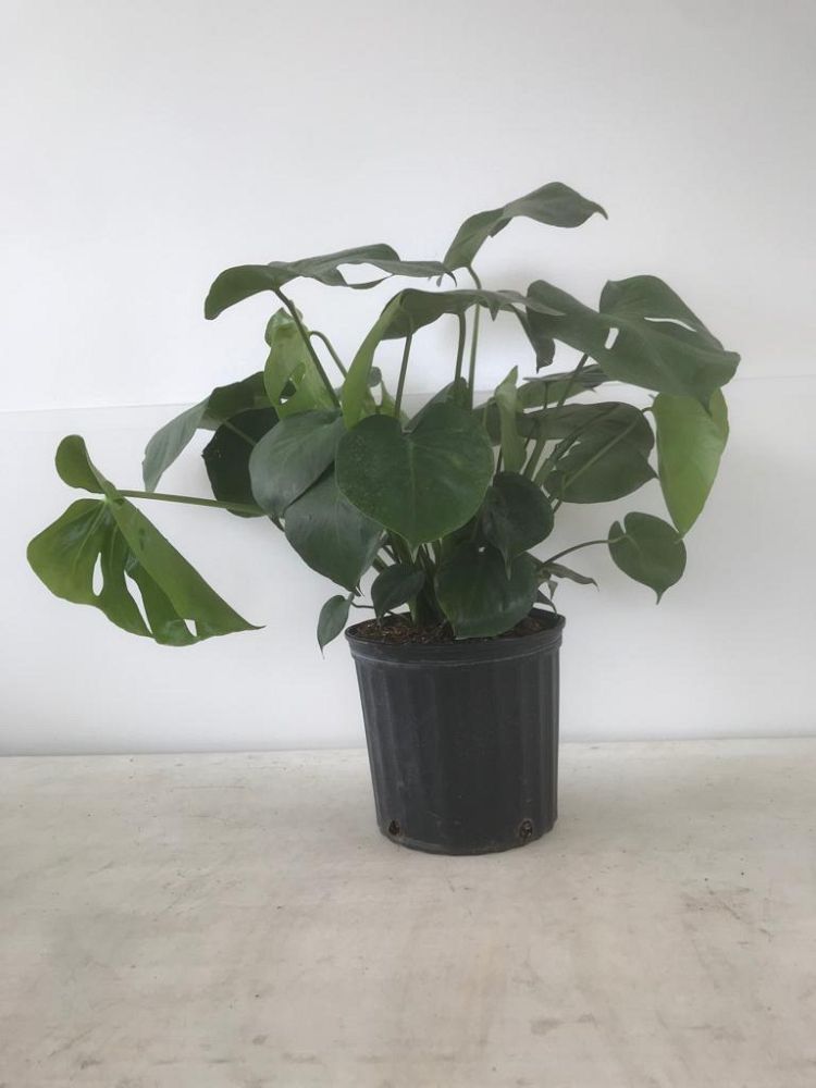 monstera-deliciosa-swiss-cheese-vine-philodendron-pertusum-monstera-lennea-mexican-breadfruit-ceriman