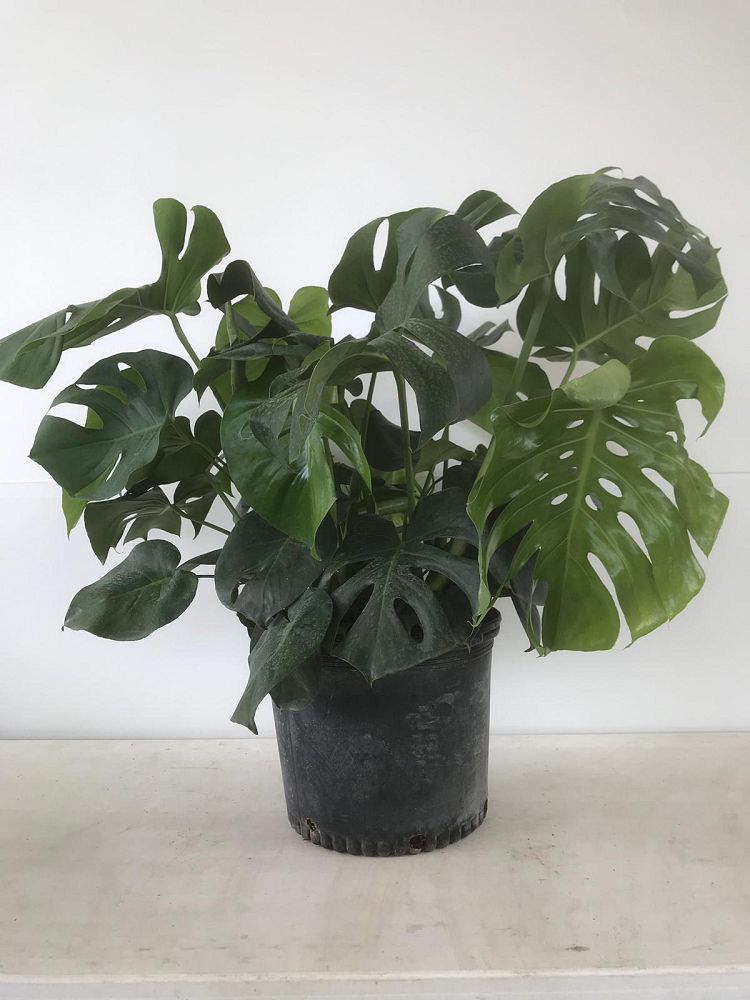 monstera-deliciosa-swiss-cheese-vine-philodendron-pertusum-monstera-lennea-mexican-breadfruit-ceriman