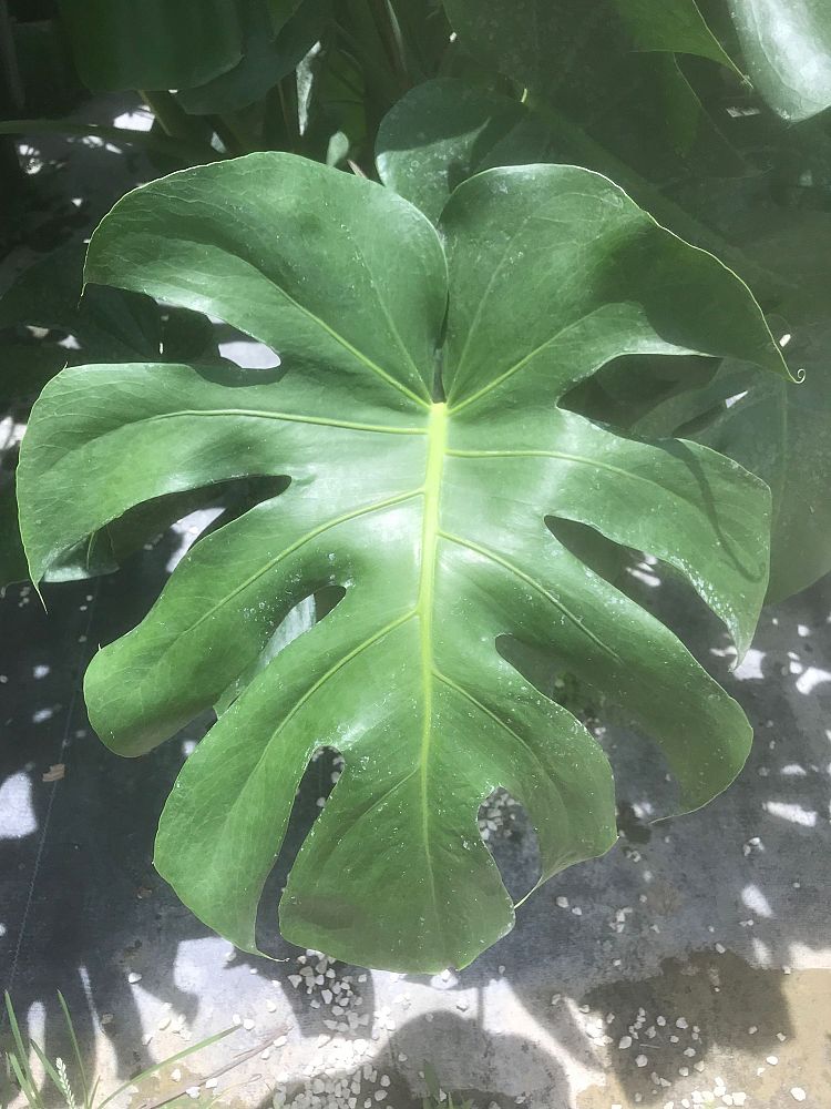 monstera-deliciosa-swiss-cheese-vine-philodendron-pertusum-monstera-lennea-mexican-breadfruit-ceriman