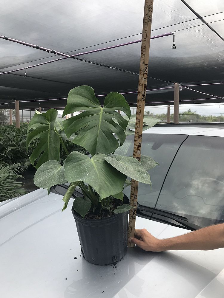 monstera-deliciosa-swiss-cheese-vine-philodendron-pertusum-monstera-lennea-mexican-breadfruit-ceriman