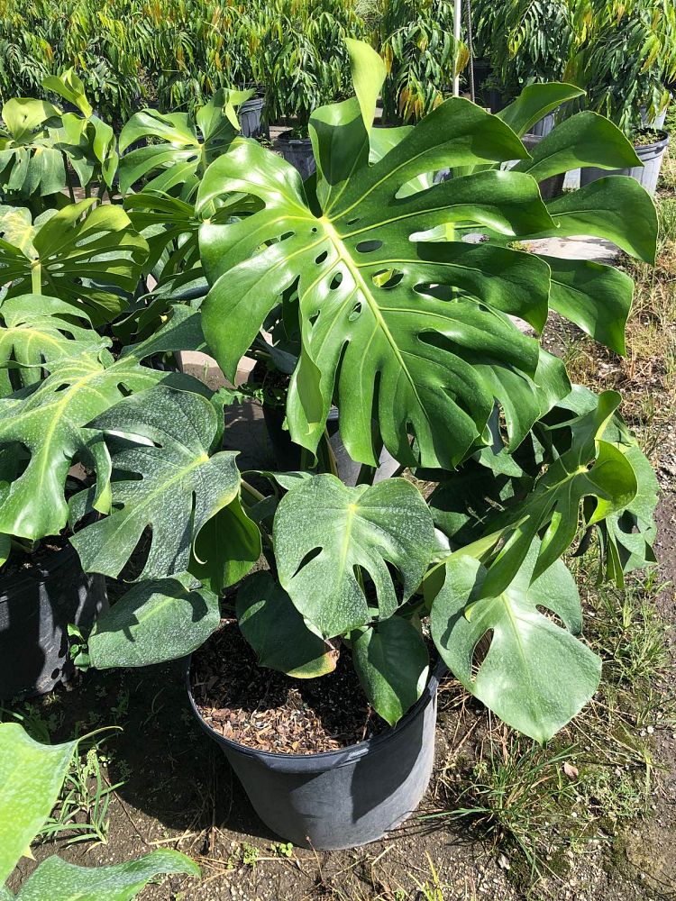 monstera-deliciosa-swiss-cheese-vine-philodendron-pertusum-monstera-lennea-mexican-breadfruit-ceriman