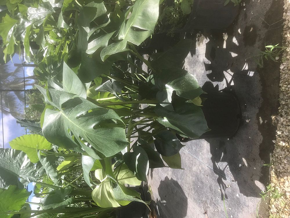 monstera-deliciosa-swiss-cheese-vine-philodendron-pertusum-monstera-lennea-mexican-breadfruit-ceriman