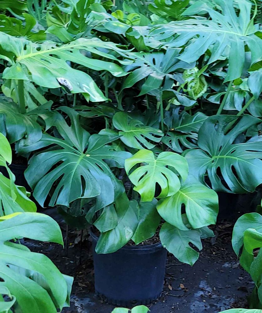 monstera-deliciosa-swiss-cheese-vine-philodendron-pertusum-monstera-lennea-mexican-breadfruit-ceriman