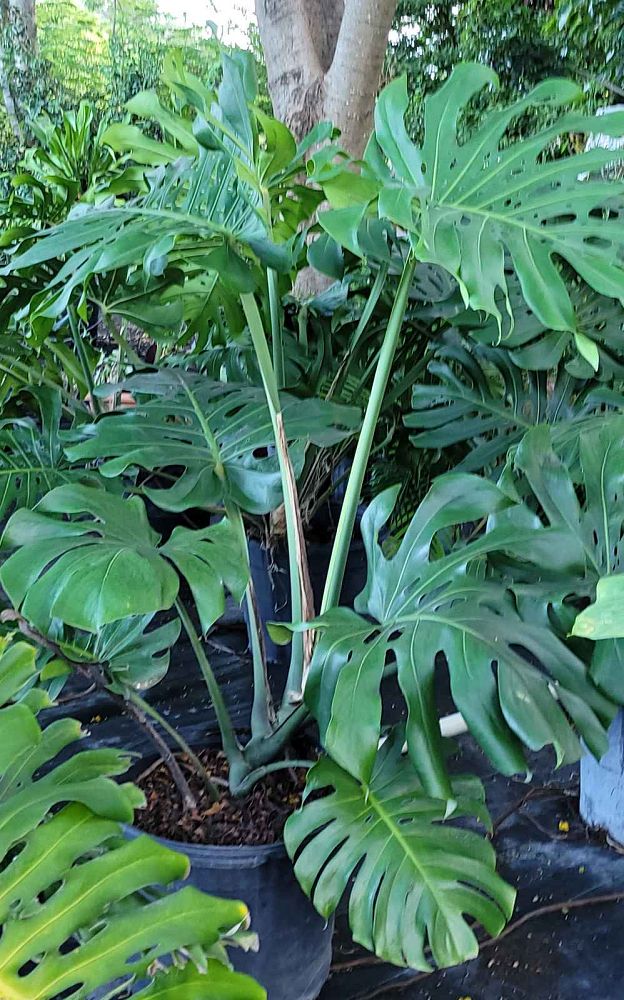 monstera-deliciosa-swiss-cheese-vine-philodendron-pertusum-monstera-lennea-mexican-breadfruit-ceriman