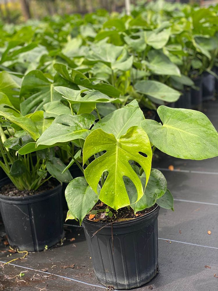 monstera-deliciosa-swiss-cheese-vine-philodendron-pertusum-monstera-lennea-mexican-breadfruit-ceriman