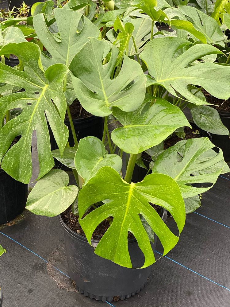 monstera-deliciosa-swiss-cheese-vine-philodendron-pertusum-monstera-lennea-mexican-breadfruit-ceriman