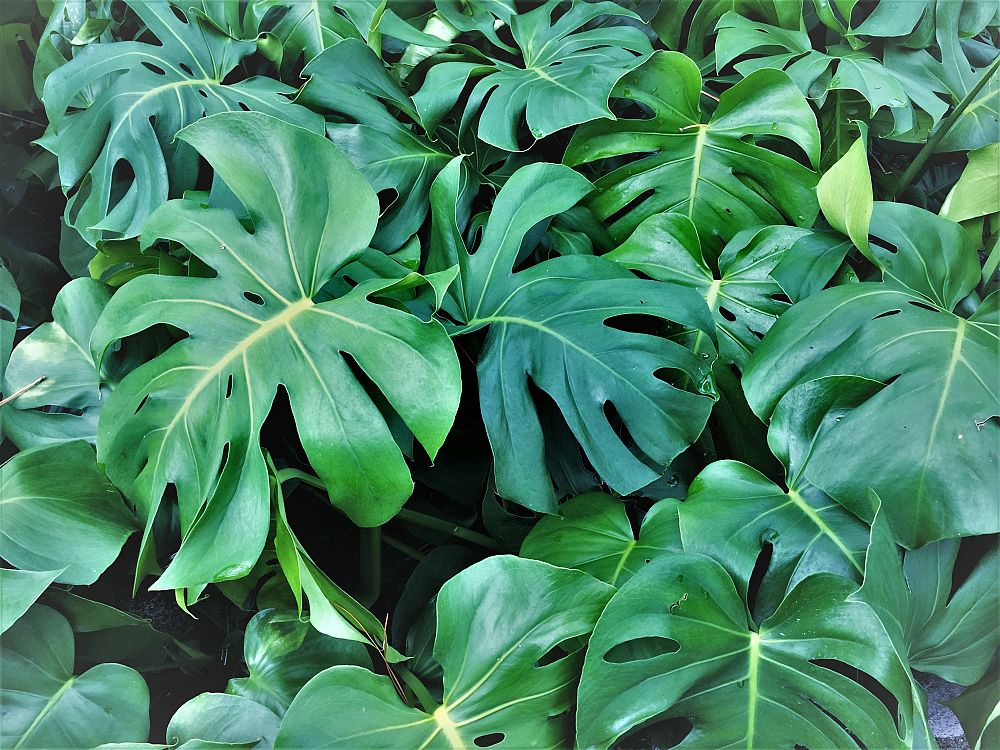 monstera-deliciosa-swiss-cheese-vine-philodendron-pertusum-monstera-lennea-mexican-breadfruit-ceriman