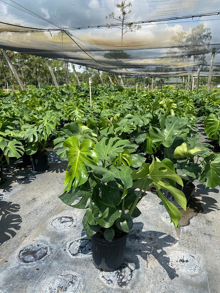 monstera-deliciosa-swiss-cheese-vine-philodendron-pertusum-monstera-lennea-mexican-breadfruit-ceriman