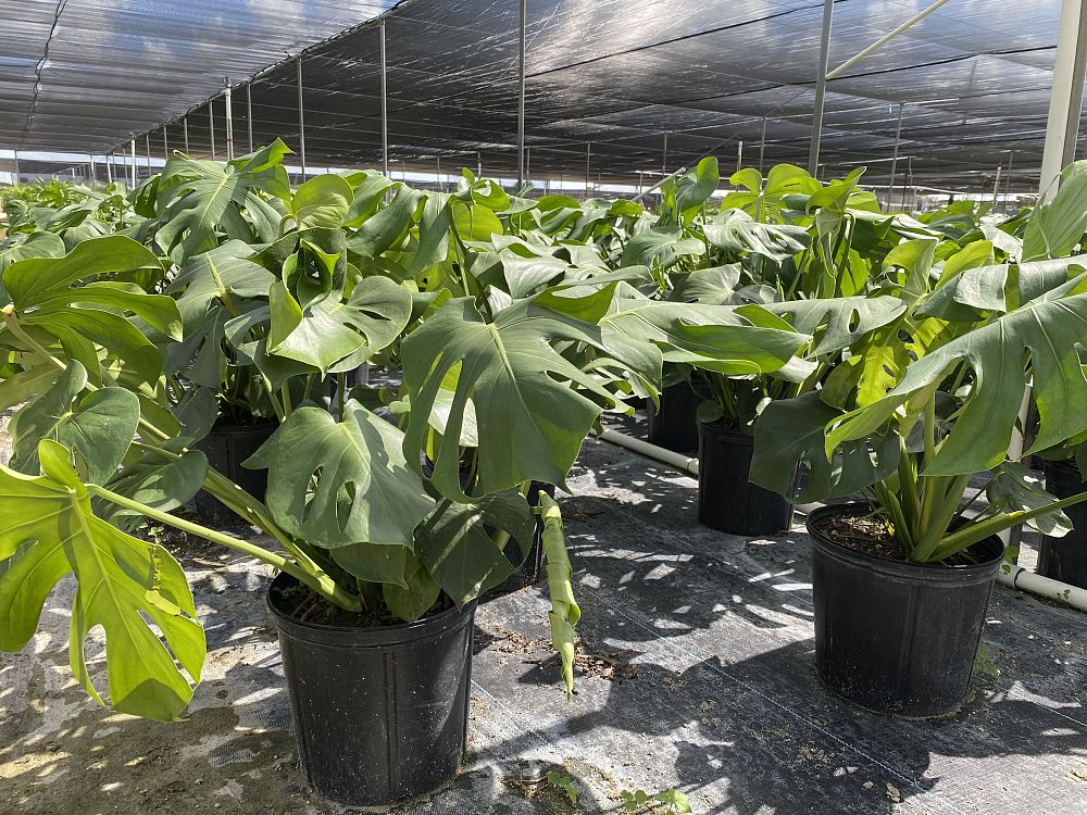 monstera-deliciosa-swiss-cheese-vine-philodendron-pertusum-monstera-lennea-mexican-breadfruit-ceriman