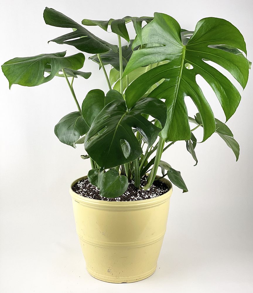 monstera-deliciosa-swiss-cheese-vine-philodendron-pertusum-monstera-lennea-mexican-breadfruit-ceriman