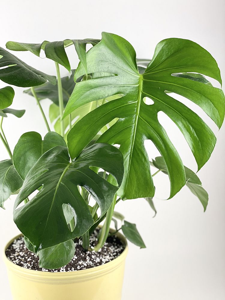 monstera-deliciosa-swiss-cheese-vine-philodendron-pertusum-monstera-lennea-mexican-breadfruit-ceriman
