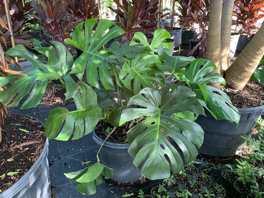 monstera-deliciosa-swiss-cheese-vine-philodendron-pertusum-monstera-lennea-mexican-breadfruit-ceriman