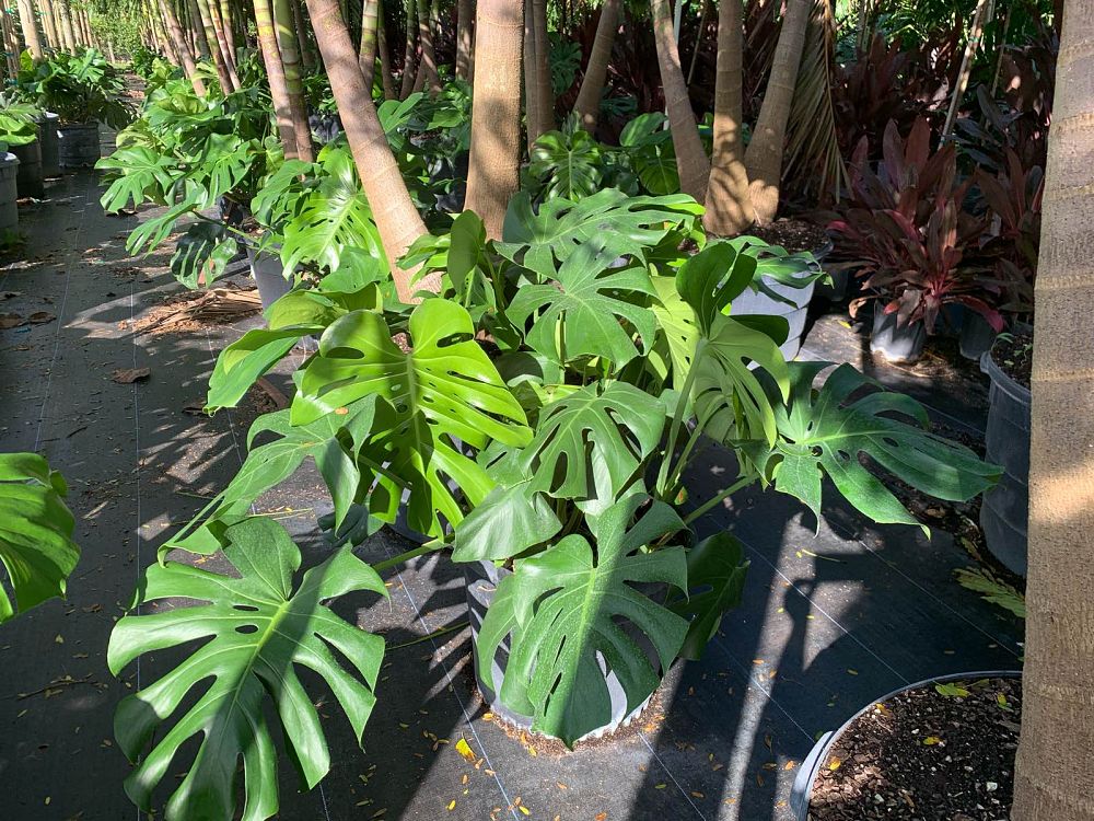 monstera-deliciosa-swiss-cheese-vine-philodendron-pertusum-monstera-lennea-mexican-breadfruit-ceriman
