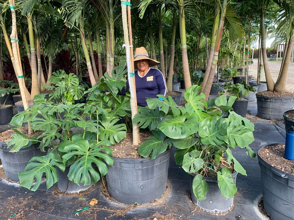 monstera-deliciosa-swiss-cheese-vine-philodendron-pertusum-monstera-lennea-mexican-breadfruit-ceriman