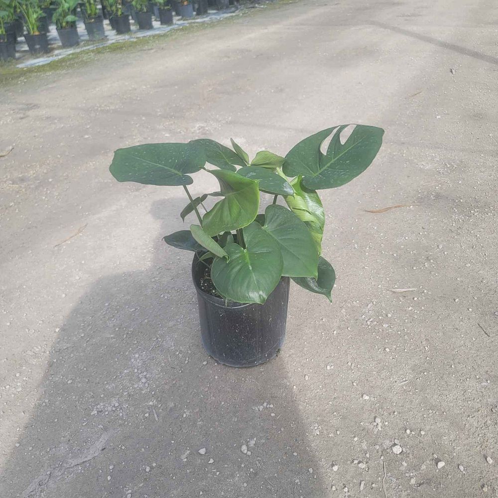 monstera-deliciosa-swiss-cheese-vine-philodendron-pertusum-monstera-lennea-mexican-breadfruit-ceriman
