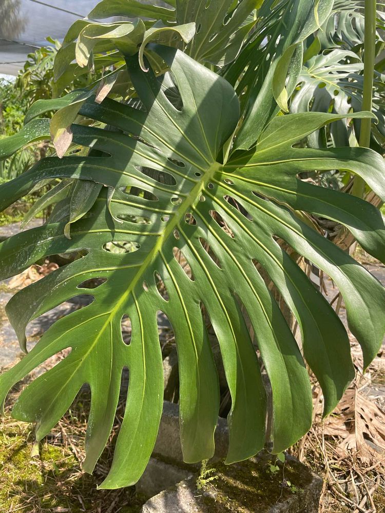 monstera-deliciosa-swiss-cheese-vine-philodendron-pertusum-monstera-lennea-mexican-breadfruit-ceriman