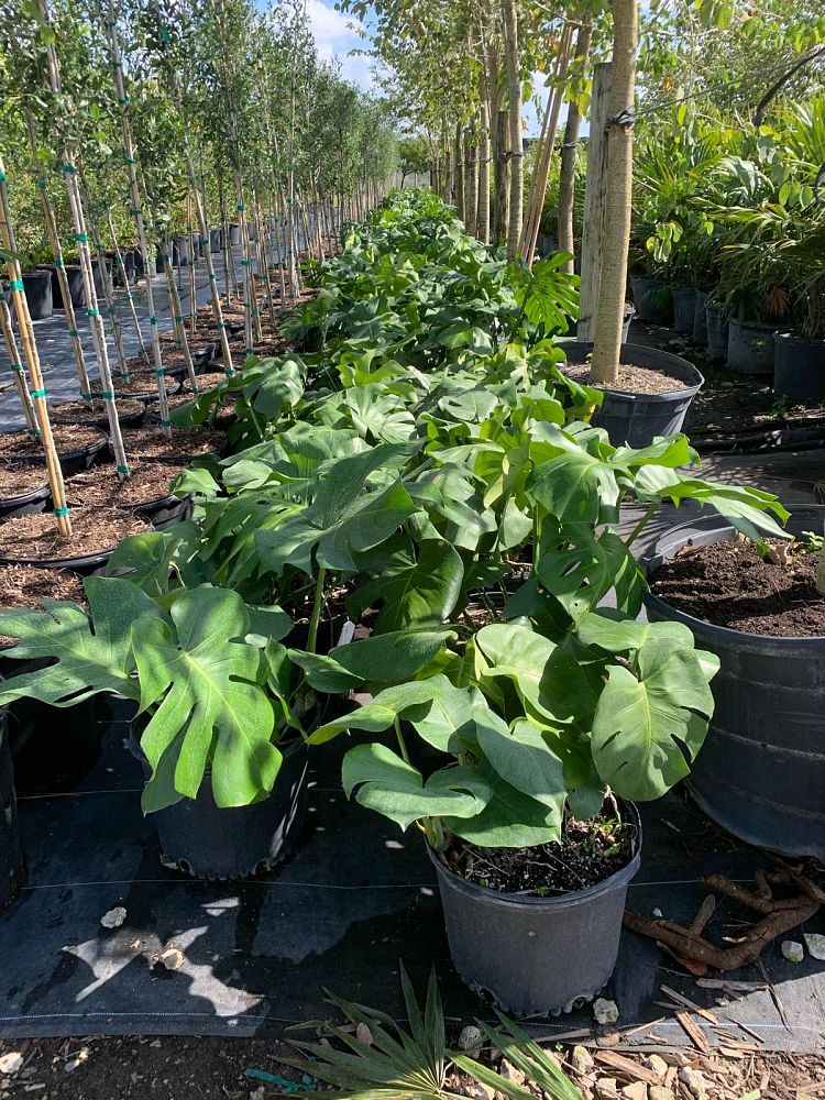 monstera-deliciosa-swiss-cheese-vine-philodendron-pertusum-monstera-lennea-mexican-breadfruit-ceriman