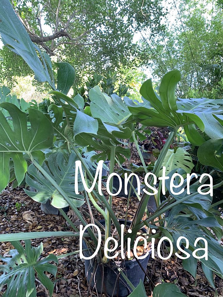 monstera-deliciosa-swiss-cheese-vine-philodendron-pertusum-monstera-lennea-mexican-breadfruit-ceriman