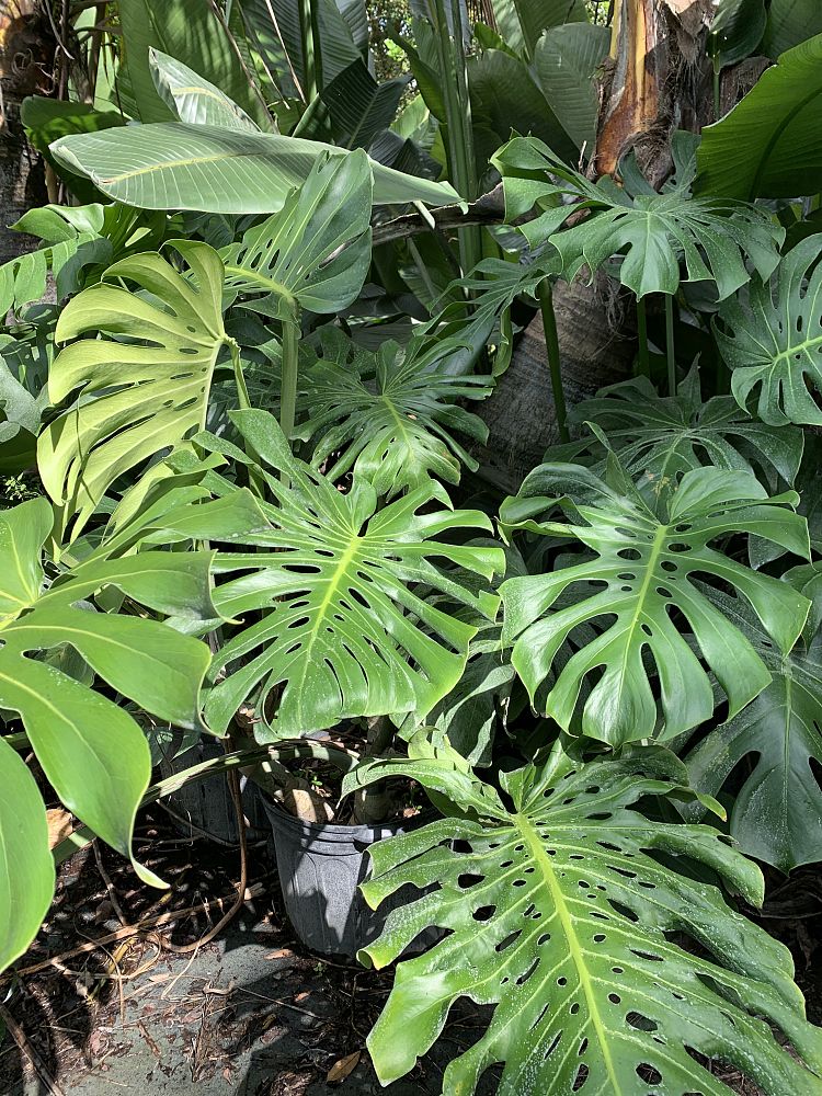monstera-deliciosa-swiss-cheese-vine-philodendron-pertusum-monstera-lennea-mexican-breadfruit-ceriman