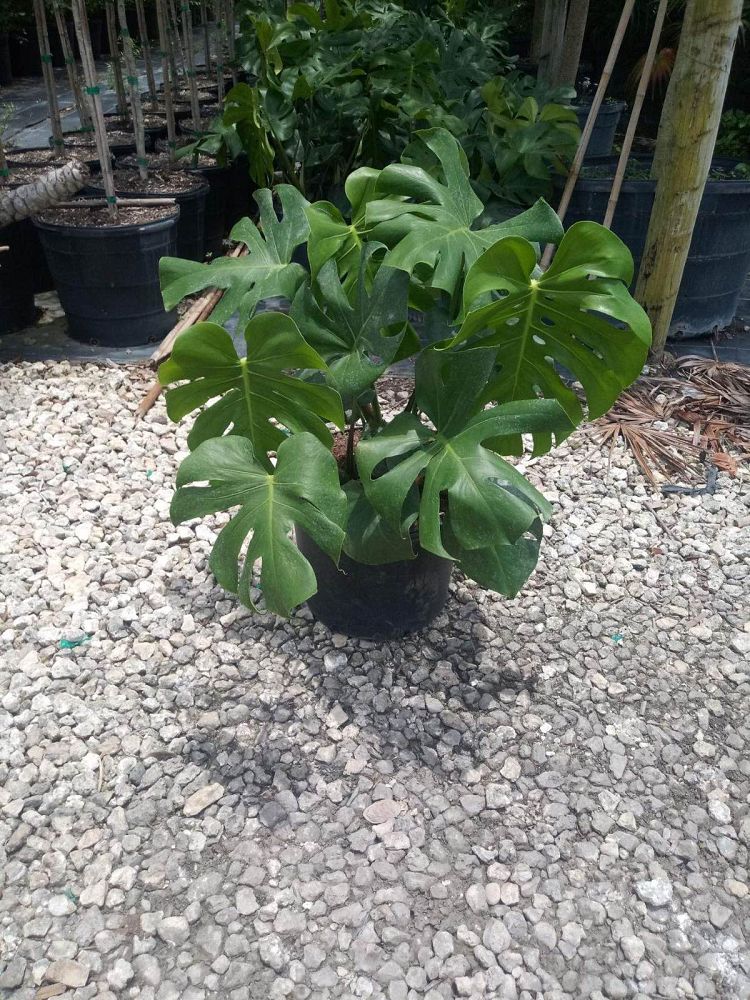 monstera-deliciosa-swiss-cheese-vine-philodendron-pertusum-monstera-lennea-mexican-breadfruit-ceriman