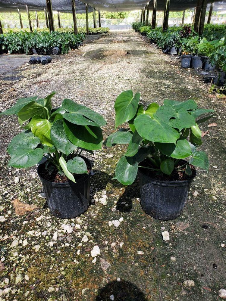 monstera-deliciosa-swiss-cheese-vine-philodendron-pertusum-monstera-lennea-mexican-breadfruit-ceriman