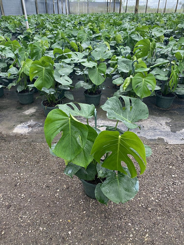 monstera-deliciosa-swiss-cheese-vine-philodendron-pertusum-monstera-lennea-mexican-breadfruit-ceriman