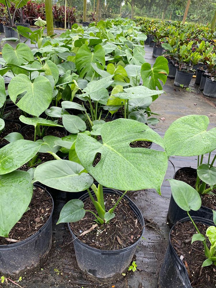 monstera-deliciosa-swiss-cheese-vine-philodendron-pertusum-monstera-lennea-mexican-breadfruit-ceriman