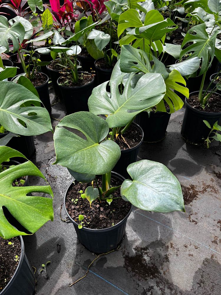 monstera-deliciosa-swiss-cheese-vine-philodendron-pertusum-monstera-lennea-mexican-breadfruit-ceriman