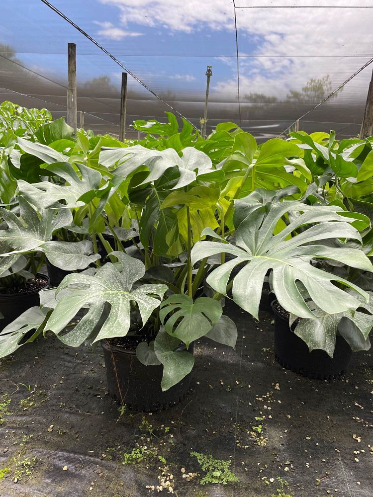 monstera-deliciosa-swiss-cheese-vine-philodendron-pertusum-monstera-lennea-mexican-breadfruit-ceriman