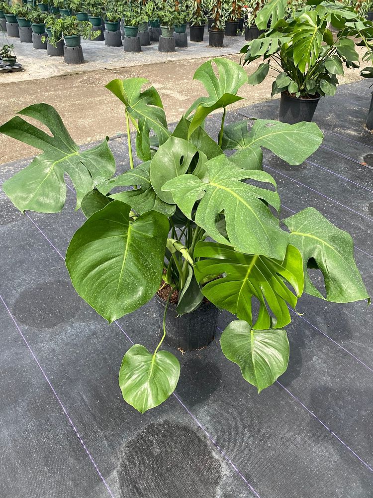 monstera-deliciosa-swiss-cheese-vine-philodendron-pertusum-monstera-lennea-mexican-breadfruit-ceriman