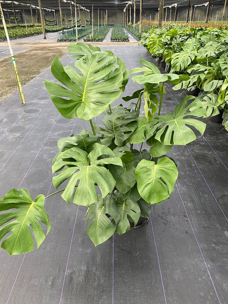 monstera-deliciosa-swiss-cheese-vine-philodendron-pertusum-monstera-lennea-mexican-breadfruit-ceriman