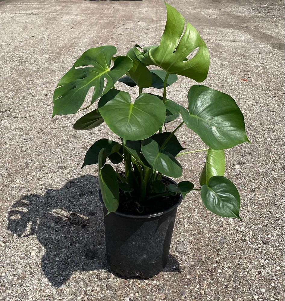 monstera-deliciosa-swiss-cheese-vine-philodendron-pertusum-monstera-lennea-mexican-breadfruit-ceriman