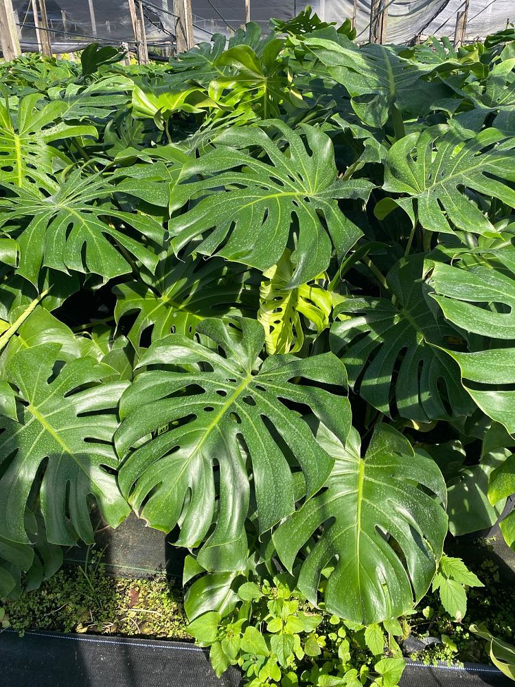 monstera-deliciosa-swiss-cheese-vine-philodendron-pertusum-monstera-lennea-mexican-breadfruit-ceriman
