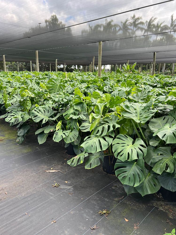monstera-deliciosa-swiss-cheese-vine-philodendron-pertusum-monstera-lennea-mexican-breadfruit-ceriman