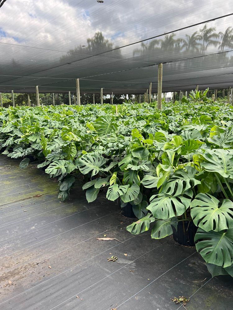monstera-deliciosa-swiss-cheese-vine-philodendron-pertusum-monstera-lennea-mexican-breadfruit-ceriman
