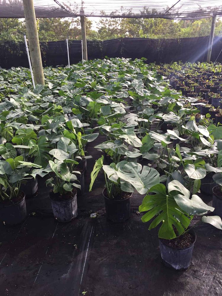 monstera-deliciosa-swiss-cheese-vine-philodendron-pertusum-monstera-lennea-mexican-breadfruit-ceriman