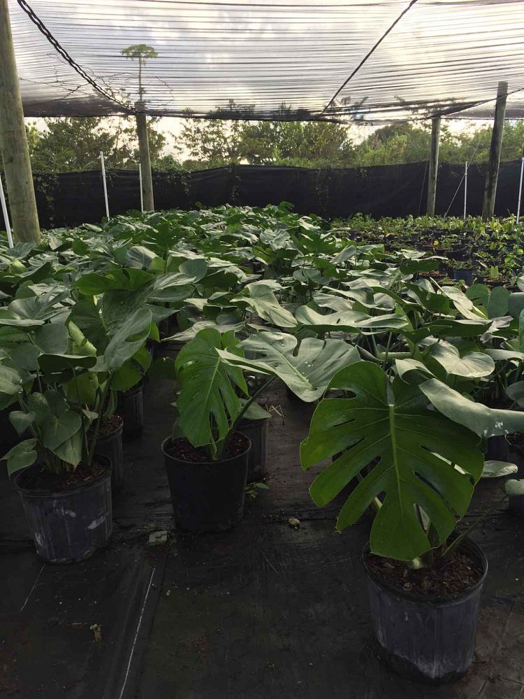 monstera-deliciosa-swiss-cheese-vine-philodendron-pertusum-monstera-lennea-mexican-breadfruit-ceriman