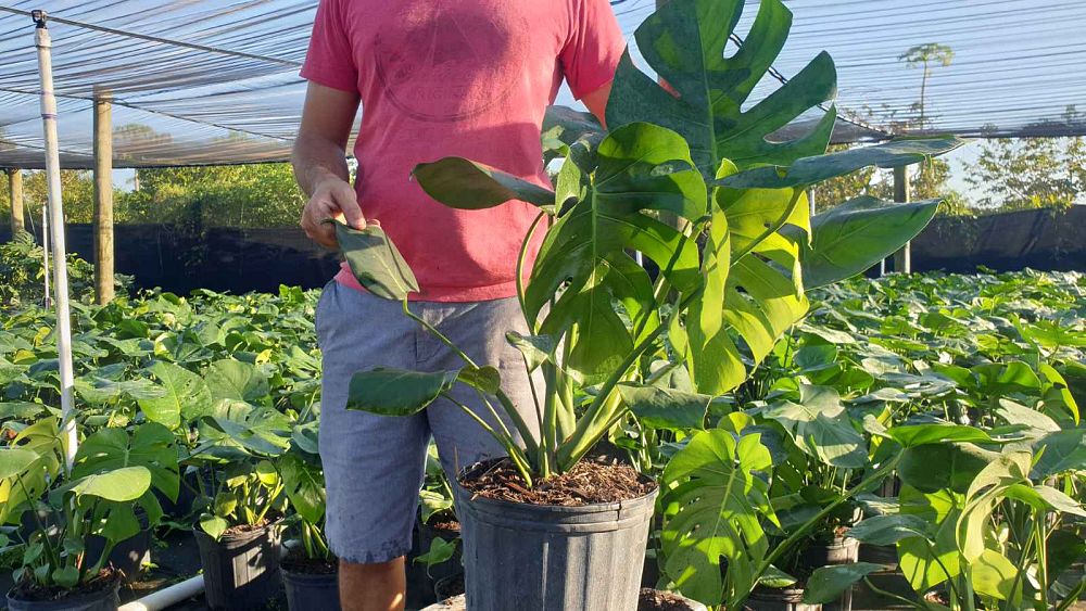monstera-deliciosa-swiss-cheese-vine-philodendron-pertusum-monstera-lennea-mexican-breadfruit-ceriman