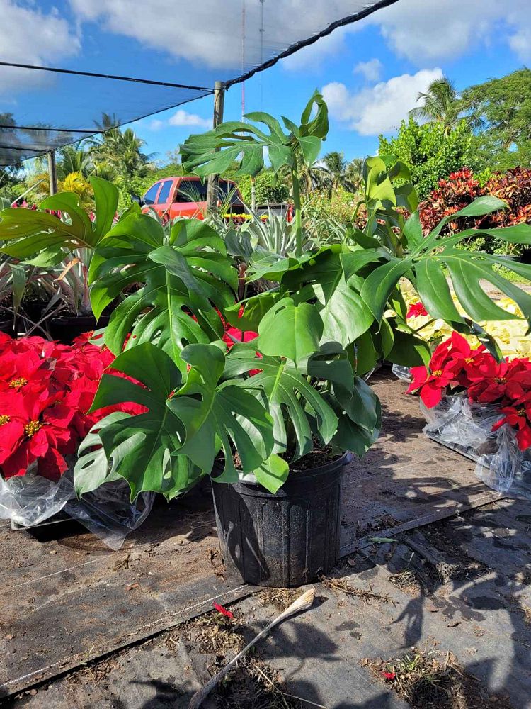 monstera-deliciosa-swiss-cheese-vine-philodendron-pertusum-monstera-lennea-mexican-breadfruit-ceriman