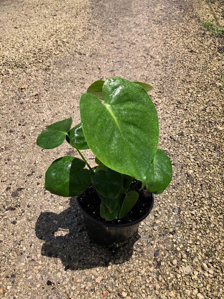 monstera-deliciosa-swiss-cheese-vine-philodendron-pertusum-monstera-lennea-mexican-breadfruit-ceriman