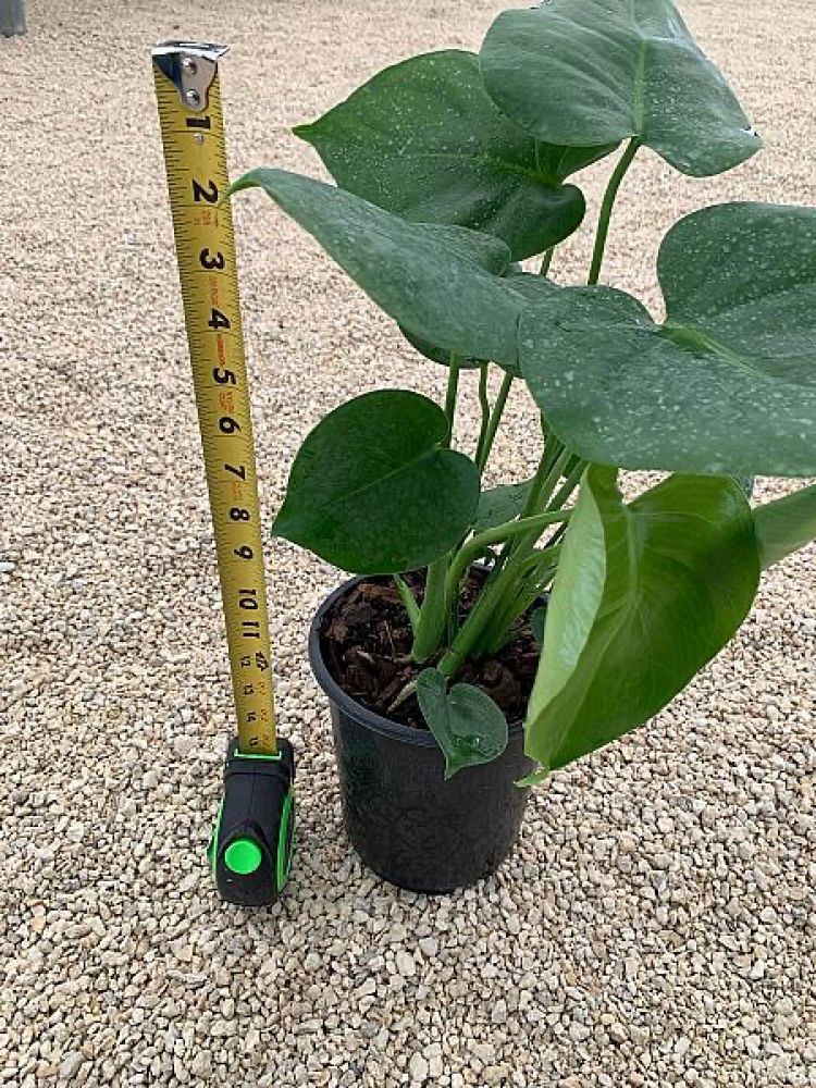 monstera-deliciosa-swiss-cheese-vine-philodendron-pertusum-monstera-lennea-mexican-breadfruit-ceriman