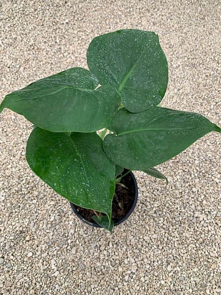 monstera-deliciosa-swiss-cheese-vine-philodendron-pertusum-monstera-lennea-mexican-breadfruit-ceriman