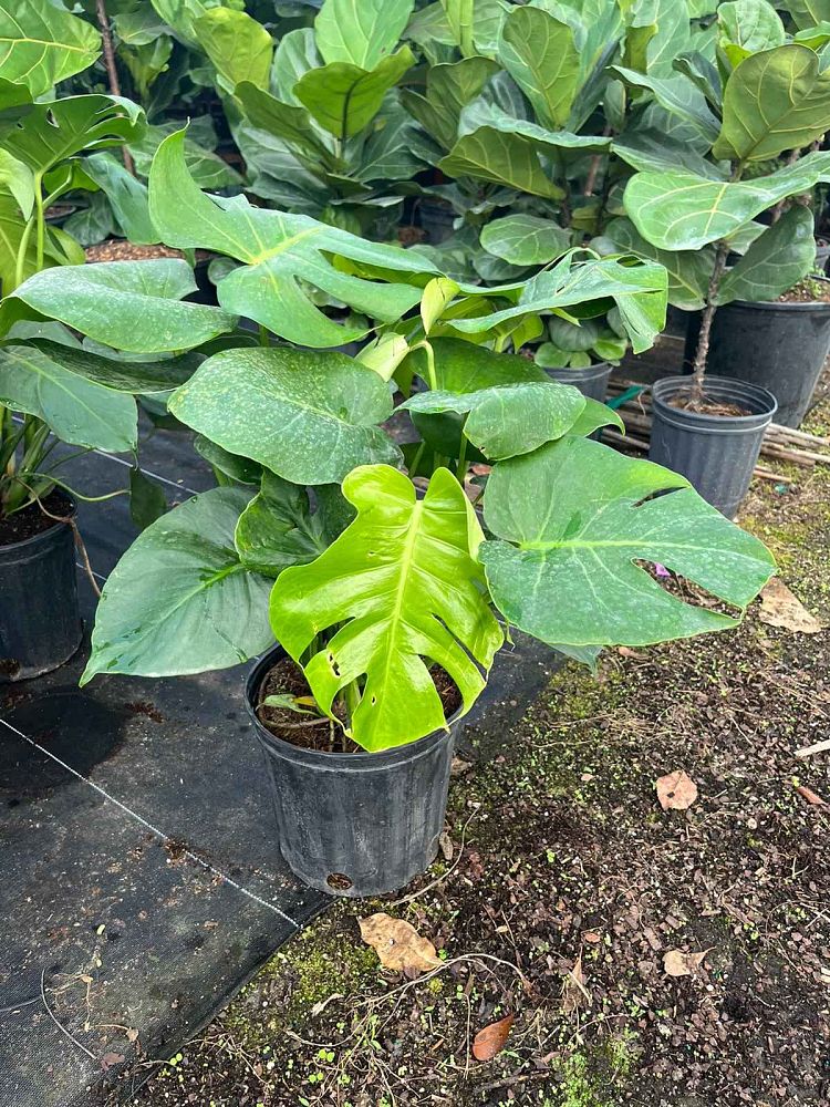 monstera-deliciosa-swiss-cheese-vine-philodendron-pertusum-monstera-lennea-mexican-breadfruit-ceriman