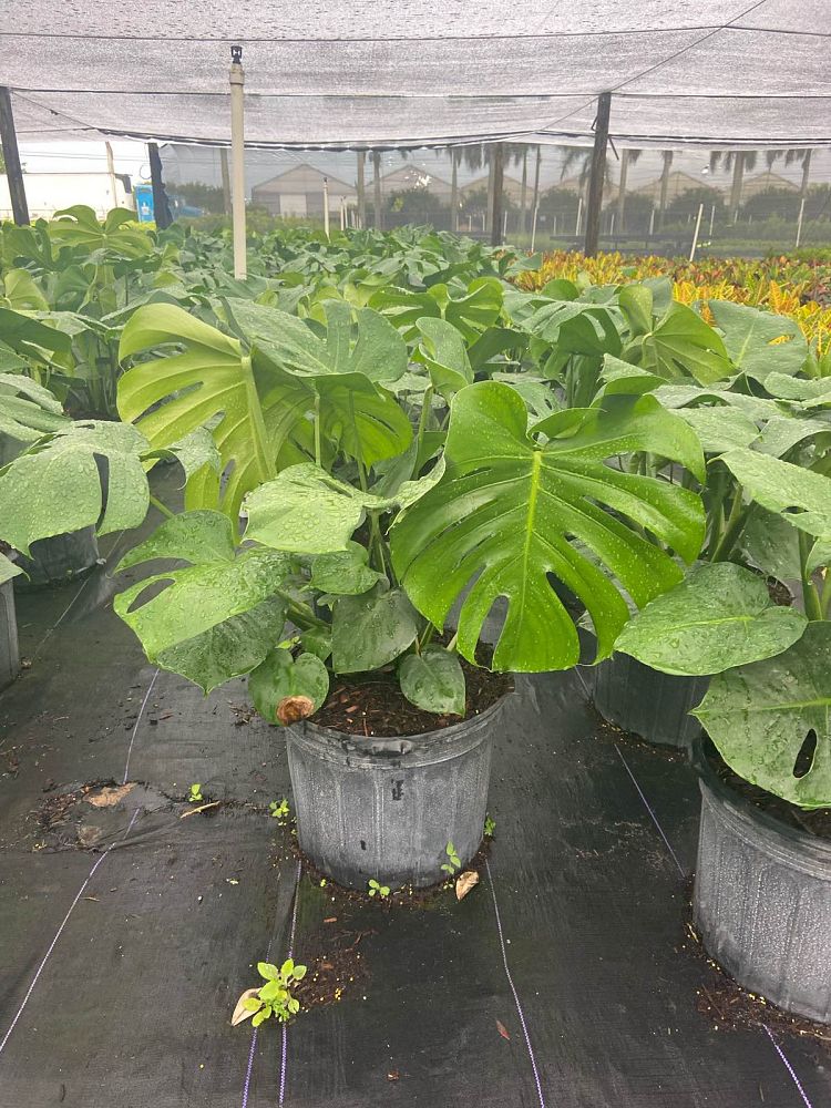 monstera-deliciosa-swiss-cheese-vine-philodendron-pertusum-monstera-lennea-mexican-breadfruit-ceriman