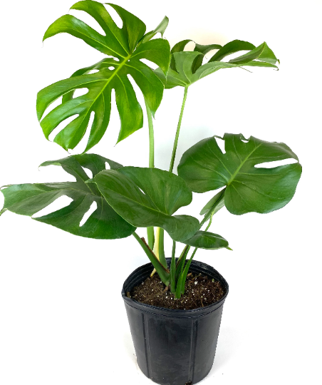 monstera-deliciosa-swiss-cheese-vine-philodendron-pertusum-monstera-lennea-mexican-breadfruit-ceriman