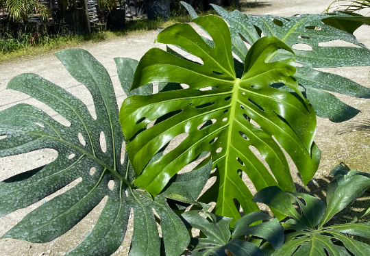 monstera-deliciosa-swiss-cheese-vine-philodendron-pertusum-monstera-lennea-mexican-breadfruit-ceriman