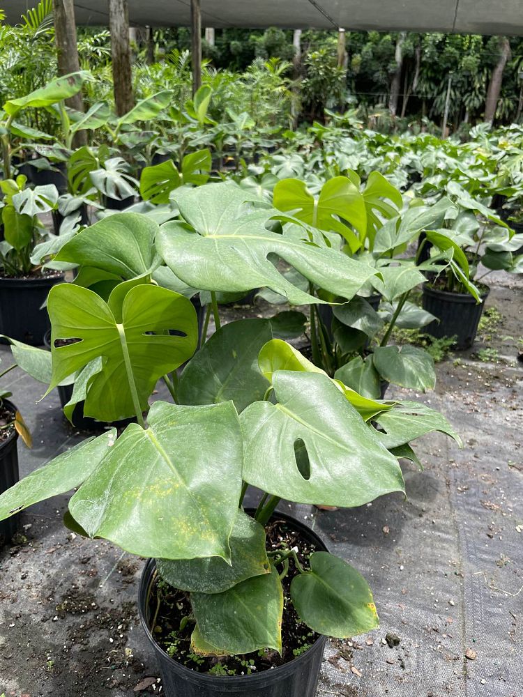 monstera-deliciosa-swiss-cheese-vine-philodendron-pertusum-monstera-lennea-mexican-breadfruit-ceriman