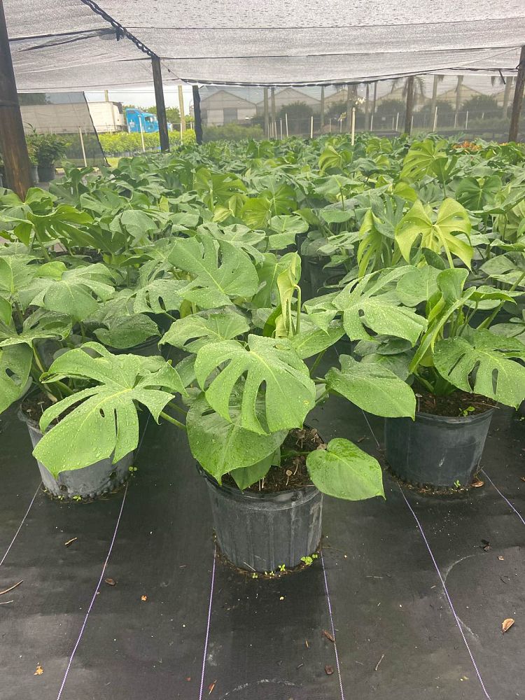 monstera-deliciosa-swiss-cheese-vine-philodendron-pertusum-monstera-lennea-mexican-breadfruit-ceriman