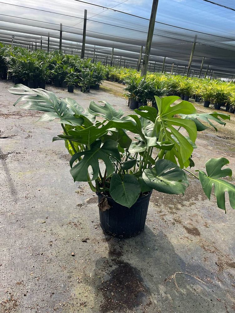 monstera-deliciosa-swiss-cheese-vine-philodendron-pertusum-monstera-lennea-mexican-breadfruit-ceriman