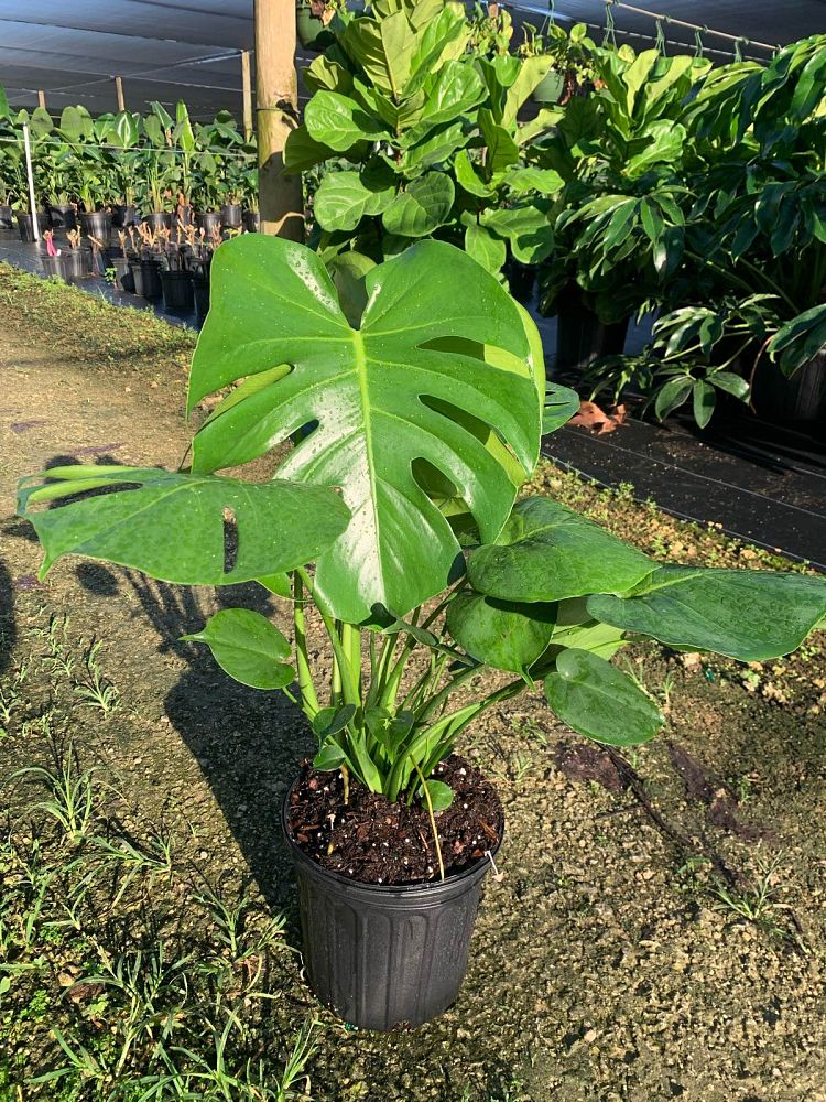 monstera-deliciosa-swiss-cheese-vine-philodendron-pertusum-monstera-lennea-mexican-breadfruit-ceriman